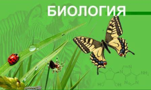 Общая характеристика животных